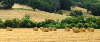 Agrolinker - El Portal para Estudiantes de las Ciencias Agrarias y Forestales - Forum Home